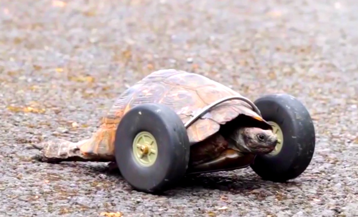 90-Year-Old Tortoise Gets Prosthetic Wheels For Legs After Rat Attack
