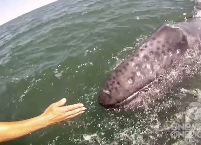 Mother Whale Shows Off Her Baby To Tourists. Unreal!
