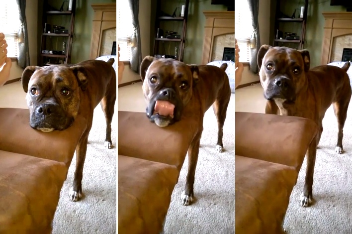When This Boxer Isn't Getting Any Attention, This Is What Happens