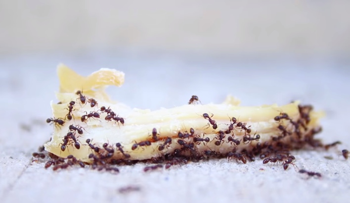Have An Ant Problem On Your Hands? Watch How EASY It Is To Get Rid Of Them!