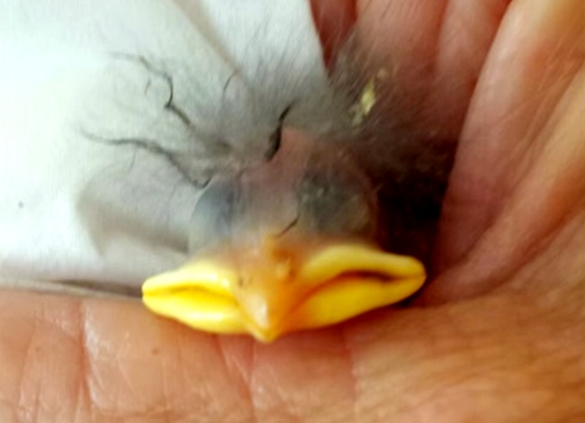 She Finds A Cracked Egg, But When She Picks It Up… She Had To Try!