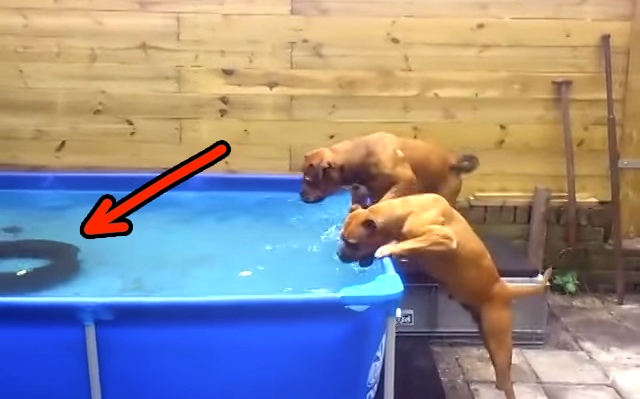 Bulldogs Team Up To Get Their Lost Toy Back In The Most Brilliant Way