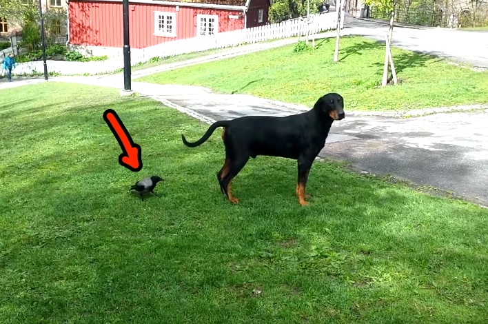 Unsuspecting Doberman Is Victim Of Crow's Sneaky Attack