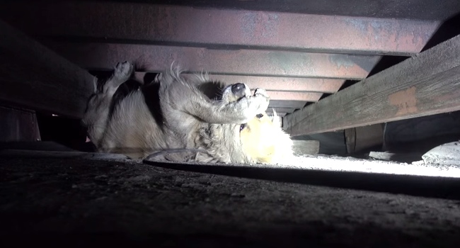 Stray Dog Has A Panic Attack During Her Rescue, Then This Happens.