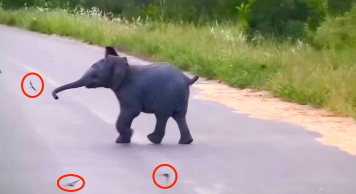 Adorable Baby Elephant Caught Chasing The Low Flying Birds Surrounding It