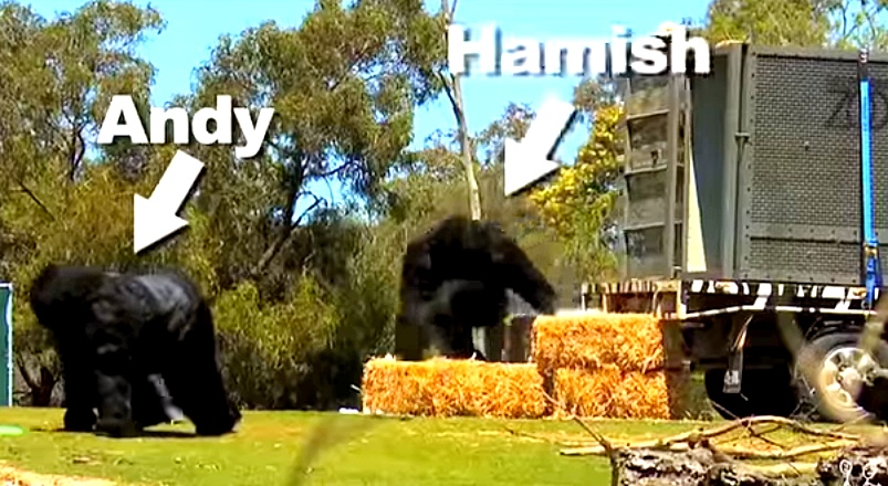 2 Friends Enter An Empty Zoo Enclosure In Gorilla Suits, Fool Everyone