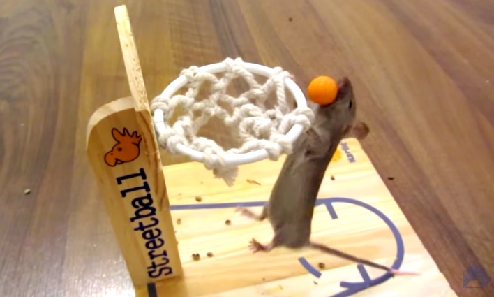 This Mouse Plays Basketball, Skateboards And That's Just The Beginning