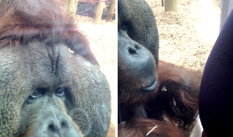 Orangutan Kisses Pregnant Woman's Belly