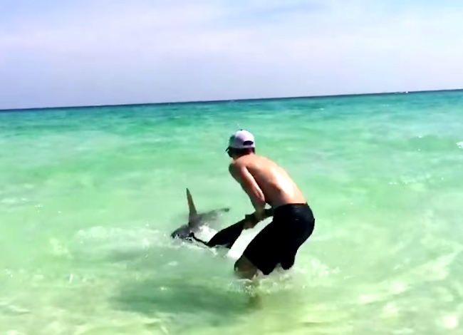 Man Pulls Injured Shark Ashore, Removes Steel Hooks Stuck To Its Mouth