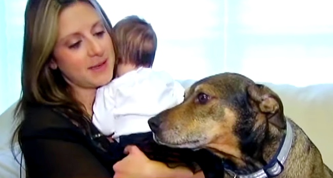 Dog Saves Newborn Baby’s Life When He Notices Something Isn't Right