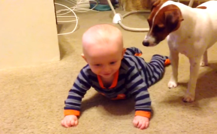 Jack Russell Terrier Dog Teaches Baby To Crawl