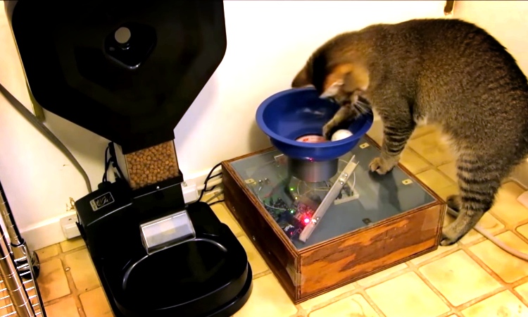Guy Creates This Clever Game For His Cat. Now Watch How He Solves It.