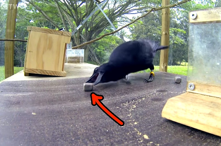 Incredibly Smart Crow Solves An 8-Step Puzzle To Get Food. This Is Unreal.