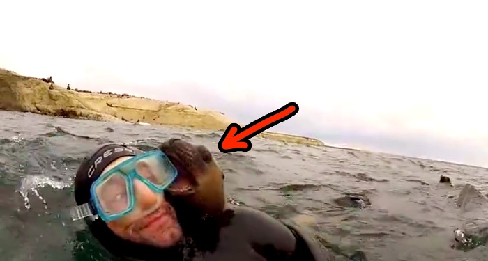 He Was Scuba Diving When He Got "Attacked" By The Cutest Sea Creature