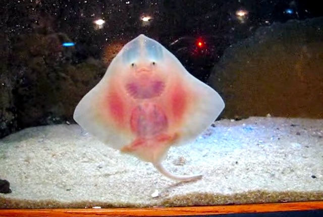 Dancing Baby Stingrays Put On A Show!