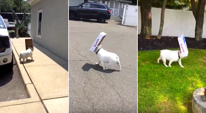 Stubborn Bulldog Won't Let Go Of This Box. Now Watch What He Does With It.