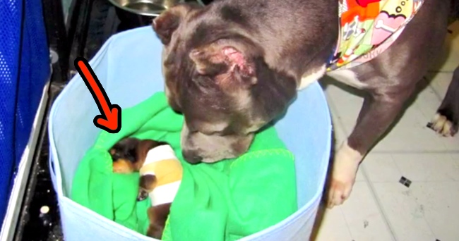 Vets Thought This Tiny Puppy Would Die, But Watch What His Mother Does When They Separate Them