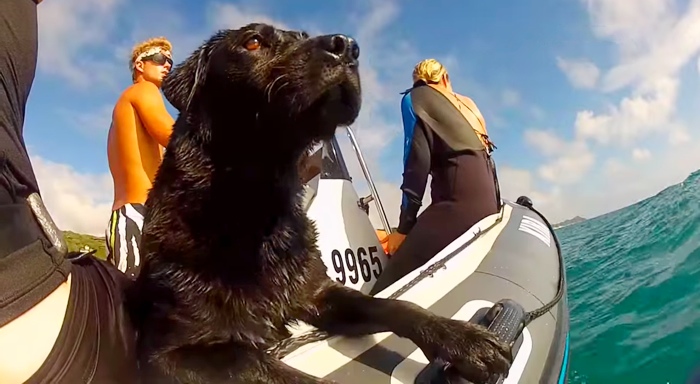 Dog Jumps In Water, Has The Best Time Swimming With Wild Dolphins