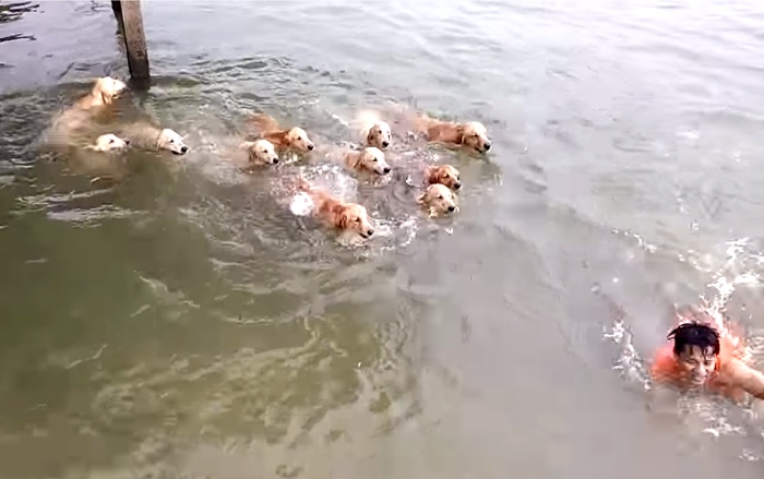 Swimming With 12 Golden Retrievers, This Was The BEST Day Of His Life