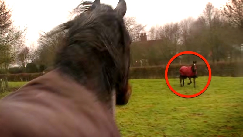 This Horse Was Away For 4 Years. Look At How He Greets His Best Friend