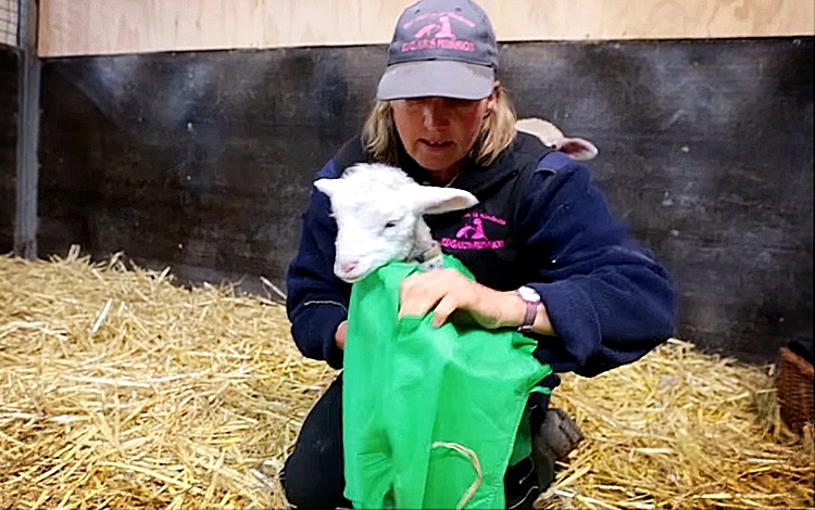 Distressed Lamb Is Given A Second Chance At Life. This Is Just Beautiful.