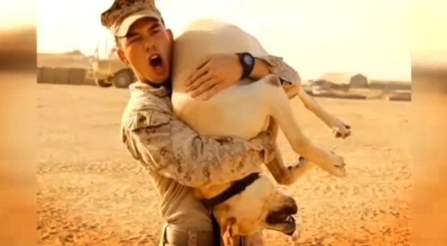 Military Dog Needs Surgery His Owner Can't Afford, Then This Happens