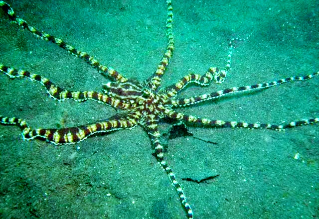 The Indonesian Mimic Octopus Can Imitate The Shape Of Over 15 Different Species