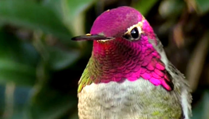 Watch This Hummingbird Change Colors Before Your Eyes