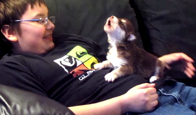 20-Day-Old Puppy Learns To Howl… Wildly!
