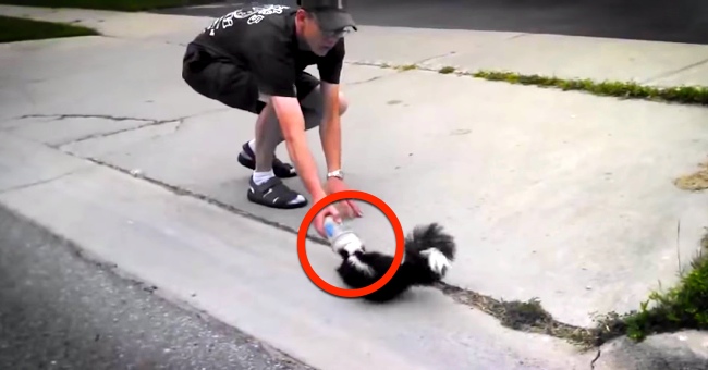 He Sees A Skunk With Its Head Stuck In A Plastic Cup, Takes The Risk To Rescue It