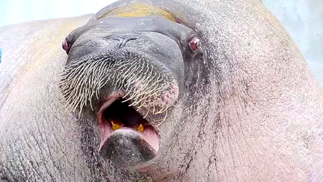 Watch This Walrus Practice His Vocalizations (Whistle, Roar, Growl…)