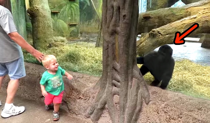 A Young Boy And A Young Gorilla Play Together At A Zoo