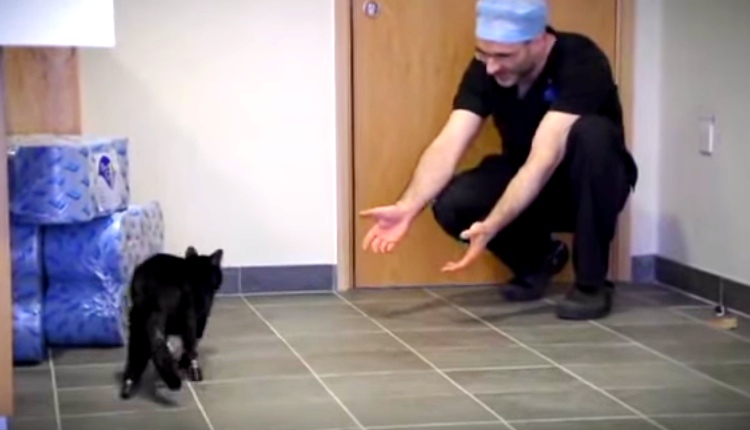 Meet Oscar: The World's First Bionic Cat