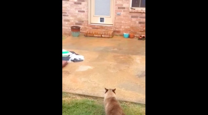 Man Works Hard Installing A Cat Door. Watch What The Cat Does Instead.