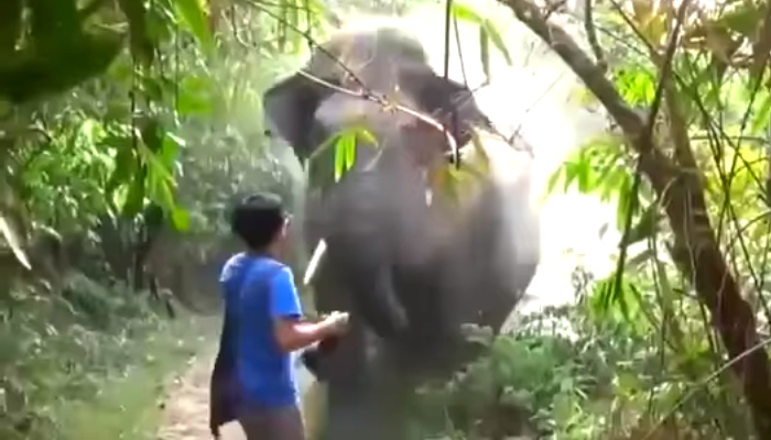 A Tourist In Thailand Stands His Ground As An Elephant Charges Him