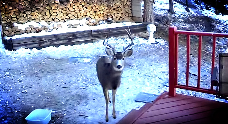 Watch This Man Call An Entire Herd Of Deer Over For Breakfast