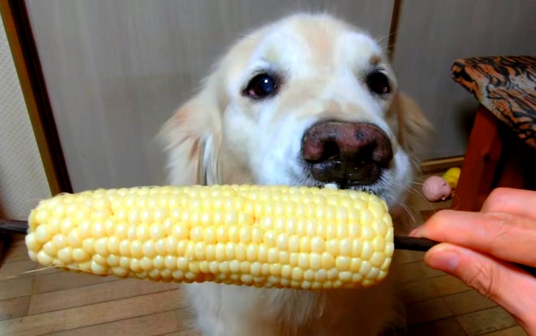 This Adorable Puppy Loves Corn On The Cob