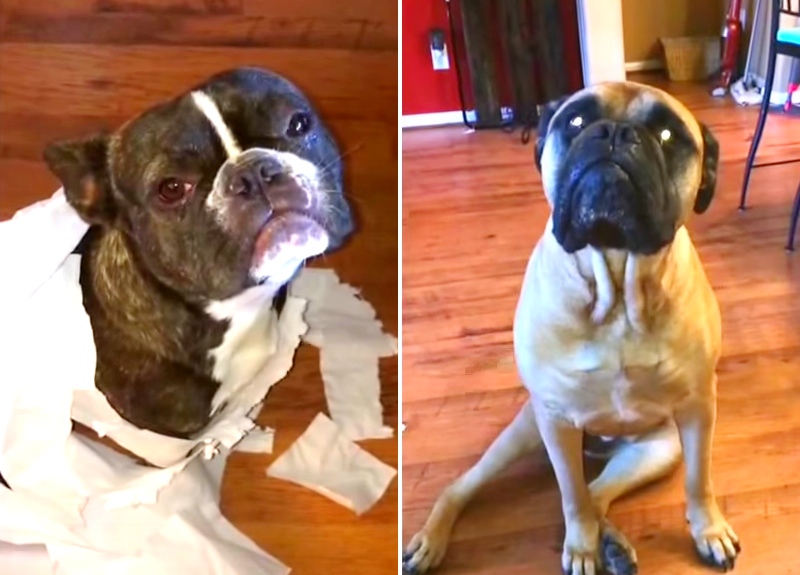 dog-mess-toilet-paper