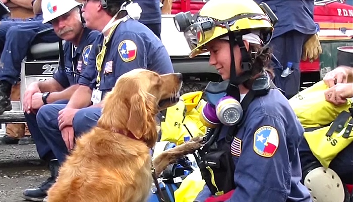 Last Known 9/11 Rescue Dog Celebrates Her 16th Birthday