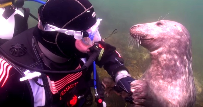 This Seal Behaves Like A Dog In Front Of A Diver. Their Bond Is Priceless.