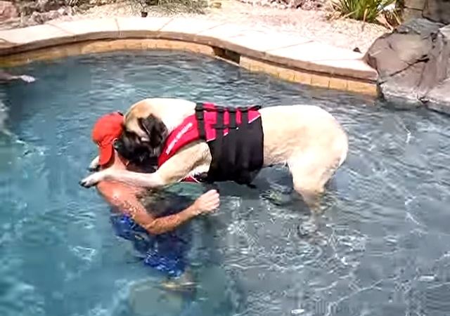 A Nervous Bullmastiff Learns How To Swim