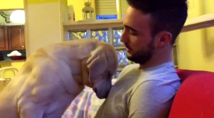 Ettore The Dog Desperately Begs For Forgiveness