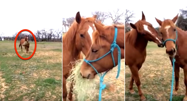 Romantic Horse Brings Hay And Shares It With His Girlfriend