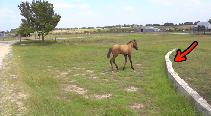 Mama Horse Teaches Her Baby How To Jump