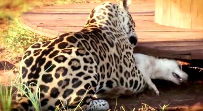 Jag The Jaguar And Bullet The Jack Russell Are Unlikely Best Friends