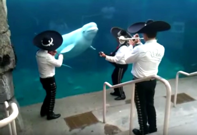 Beluga Whale Is Serenaded By Mariachi Band, And Just Can't Get Enough