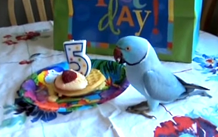 The World Famous Marnie Is Turning 5. His Reaction To Receiving Gifts Is Just Adorable.
