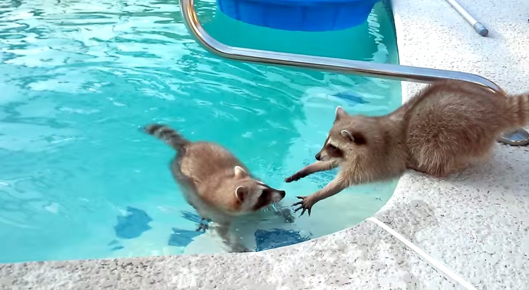 Raccoon Shows His Nervous Brother How To Swim