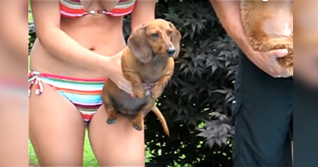 5 Mini Dachshunds Are Ready For An Epic Race. Now Watch When They Jump In Water!