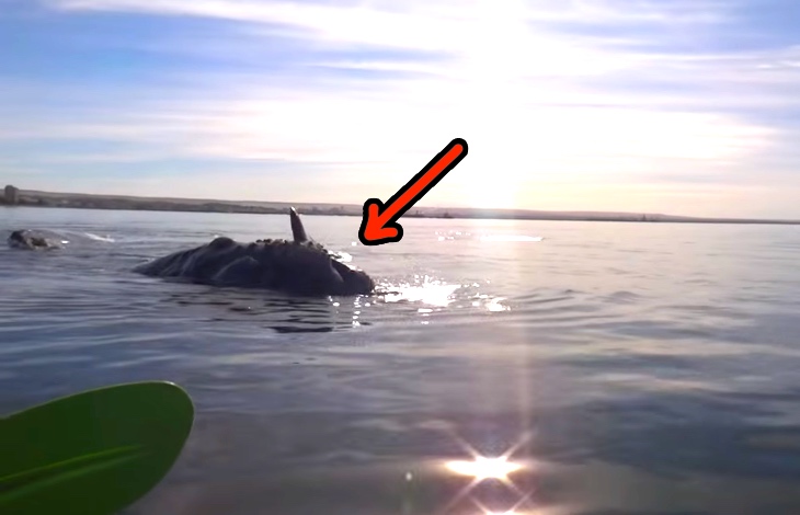 A Pod of Whales Say 'Hola' To Some Argentinian Kayakers